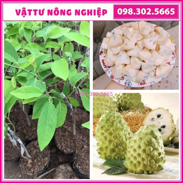 Cây giống na dứa Đài Loan