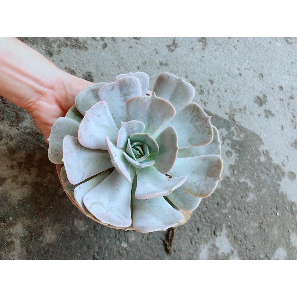 Chậu Sen Đá Hồng Lớn