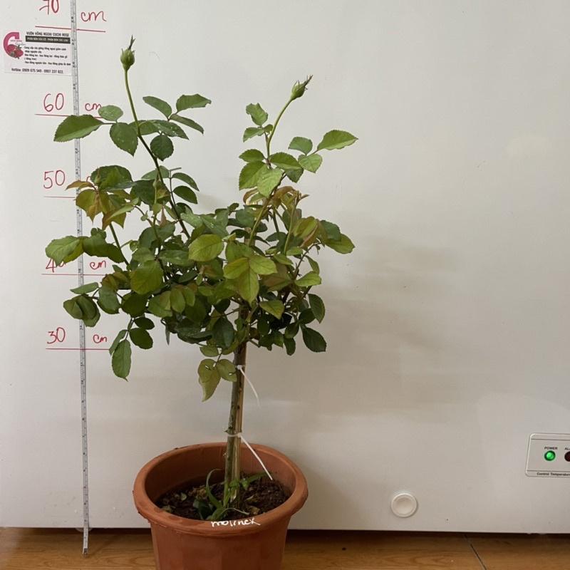 Hoa Hồng monilex thân gỗ dáng tree màu vàng chanh