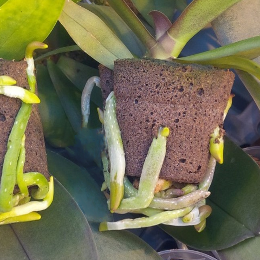 05 Viên mút hữu cơ ươm keiki lan