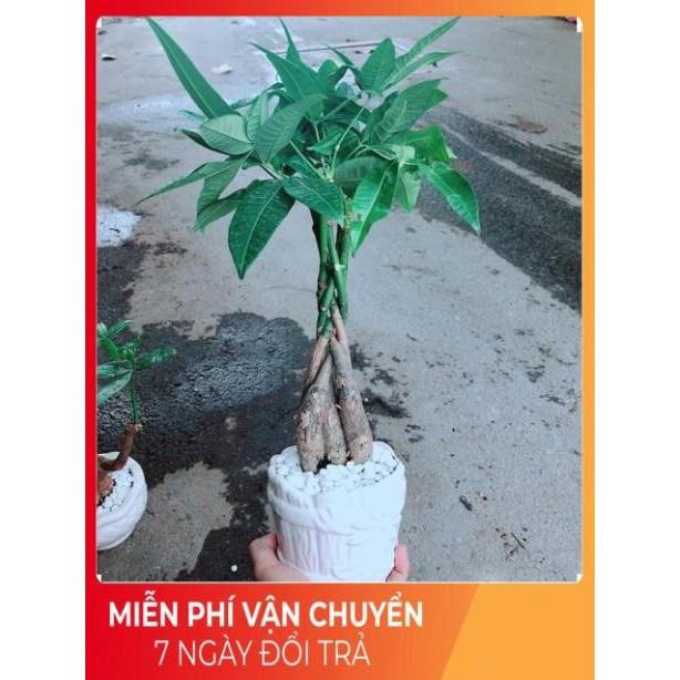 Chậu Kim Ngân 5 Thân Thắt Bính