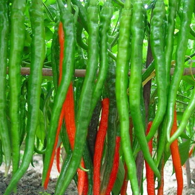 Hạt giống ớt chỉ địa- gói 30 hạt/tặng kèm gói phân bón lót
