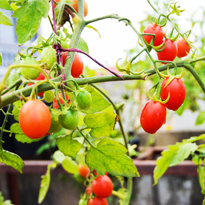 Hạt giống cà chua bi Phú Nông F1 PN-99 | Cherry tomato F1 PN-99