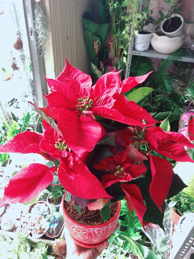 Chậu Cây Trạng Nguyên