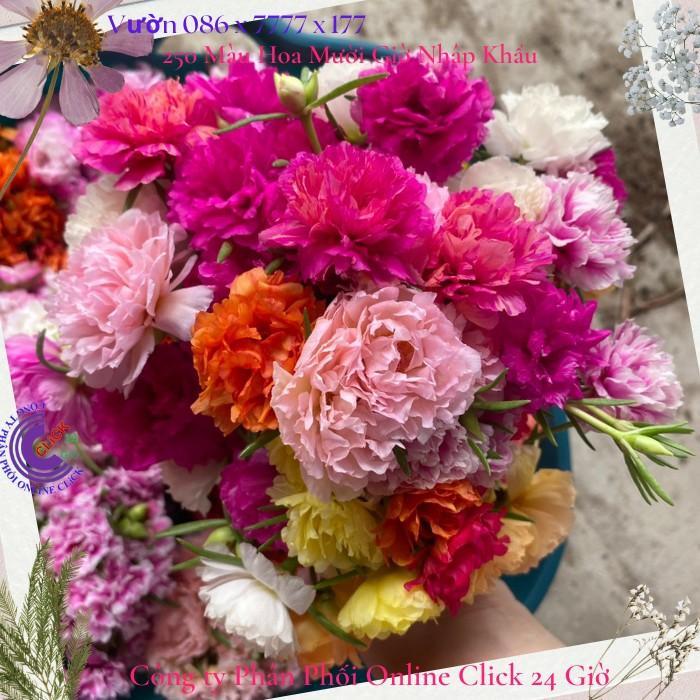 Combo 3 Ký Hoa Mười Giờ Thái Kép 15 Màu Siêu Rẻ Cành Tơ Mau Ra Rễ Hoa Mười Giờ Bonsai & Phụ Kiện