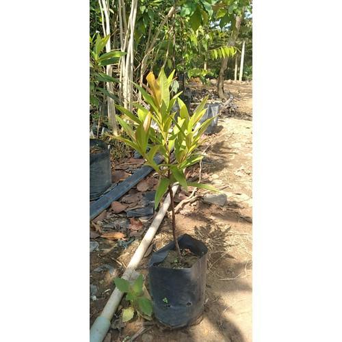 CÂY HỒNG LỘC