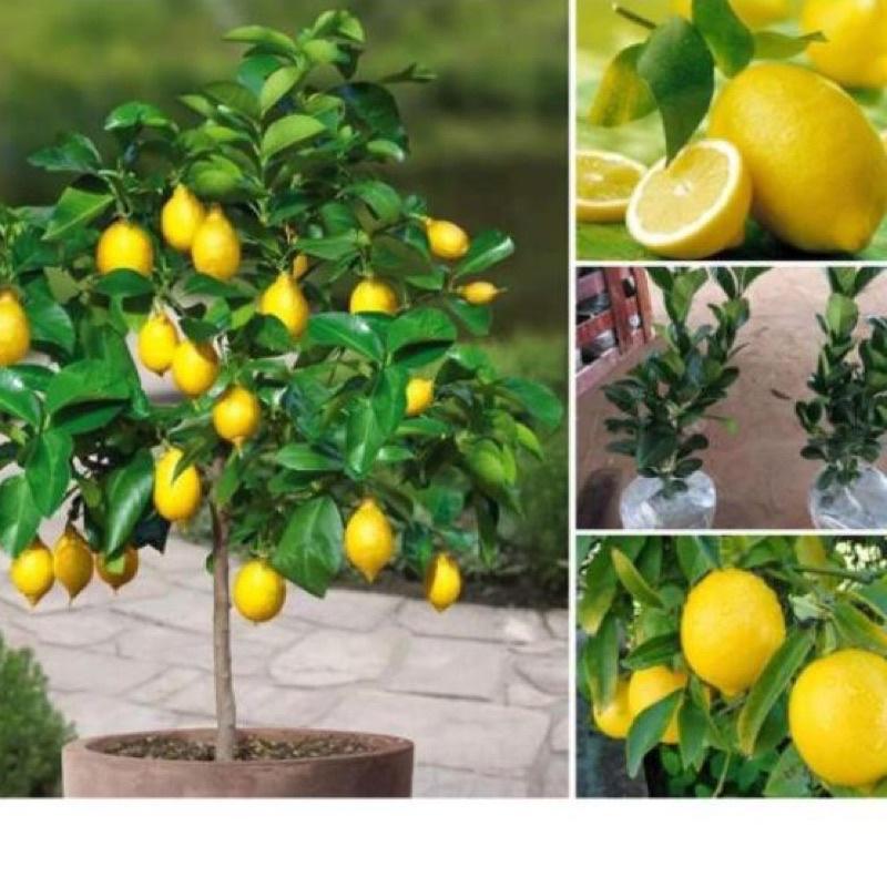 Cây giống chanh vàng Mỹ siêu quả, quả to mọng nước