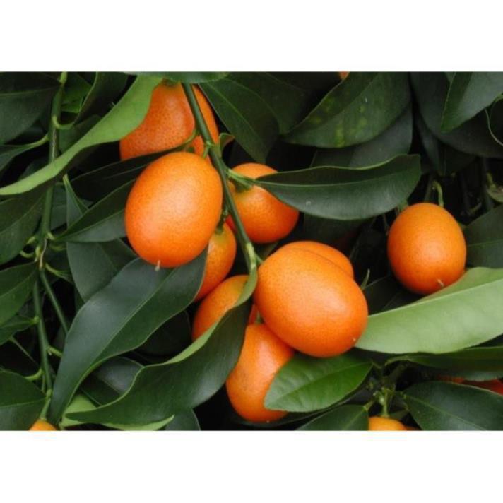CÂY GIỐNG QUẤT NGỌT SIÊU QUẢ SIÊU NĂNG SUẤT- CAM KÊT GIỐNG CHUẨN F1