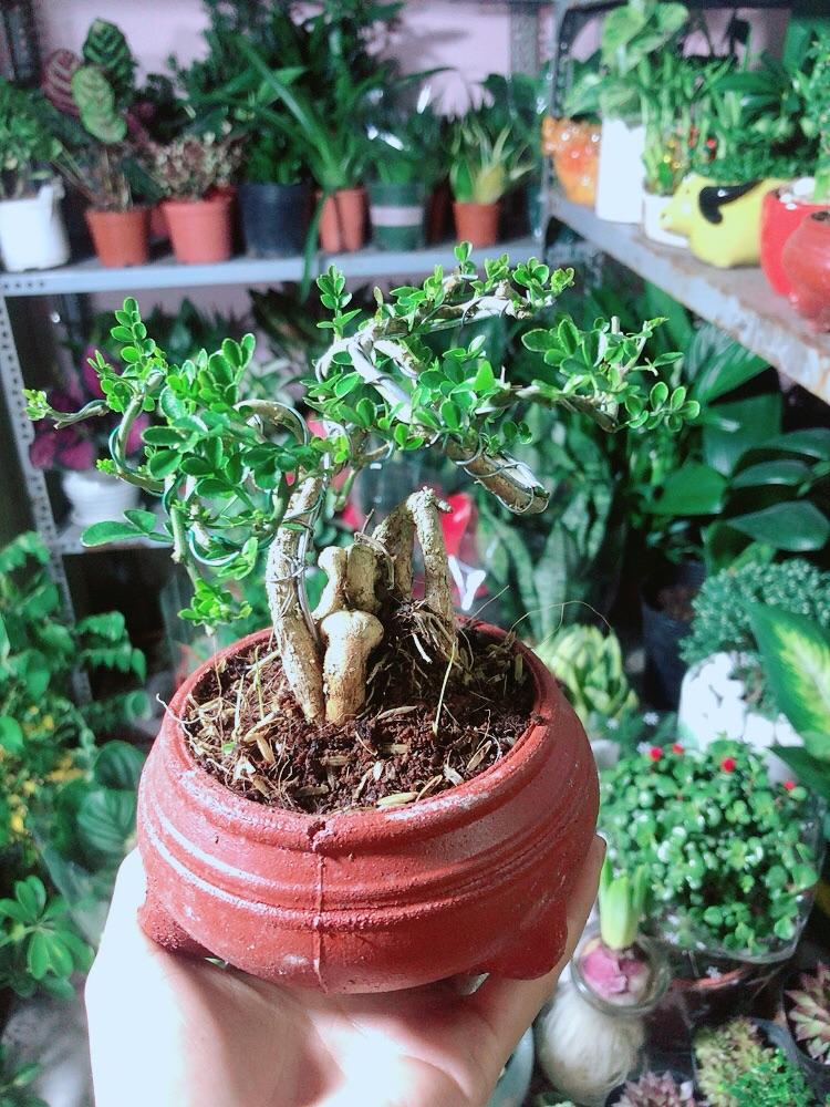 Chậu Cây Cần Thăng Bonsai