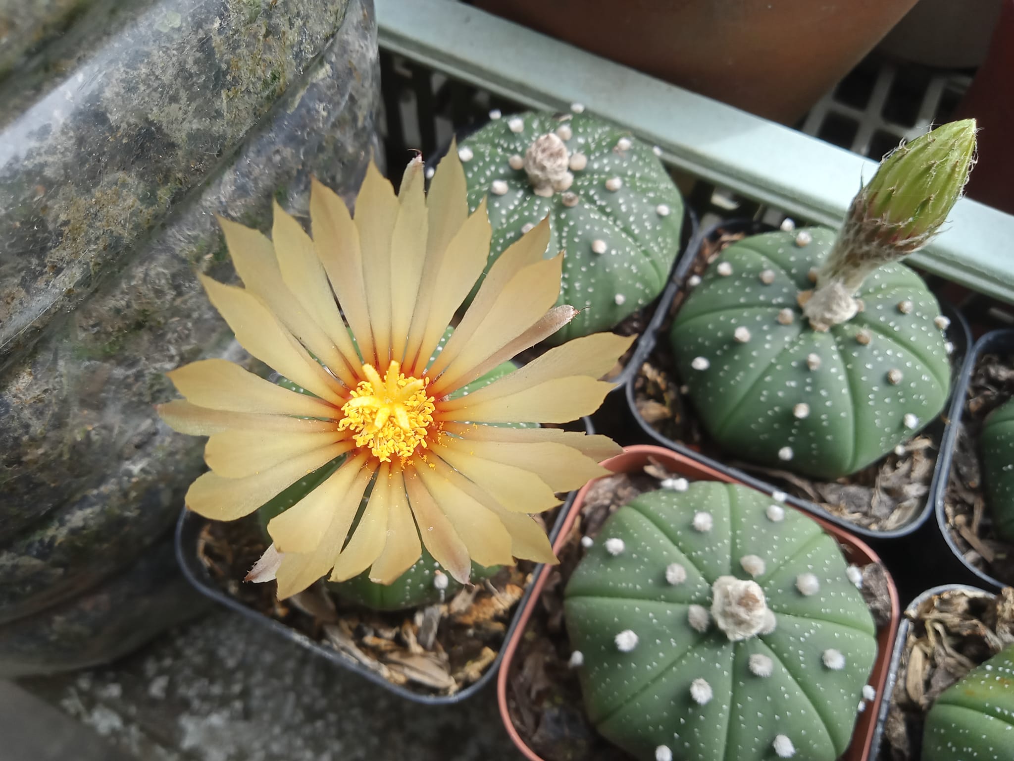 Xương rồng Aster size 5cm