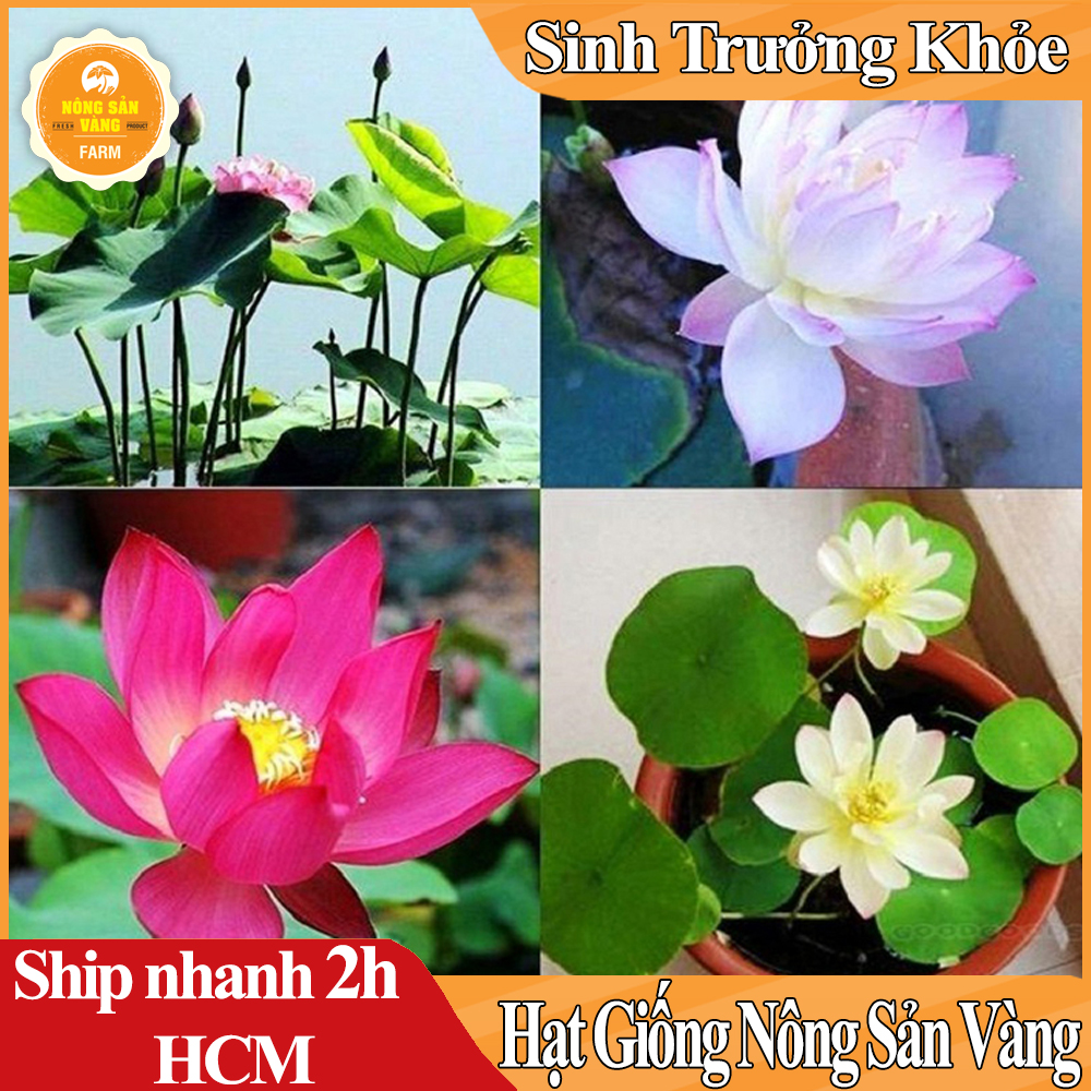 Hạt giống Hoa Sen Mini Nhật, Trồng Trong Chậu nuôi Cá Làm Phong Thủy Tuyệt Đẹp (Màu Ngẫu Nhiên) - Nông Sản Vàng