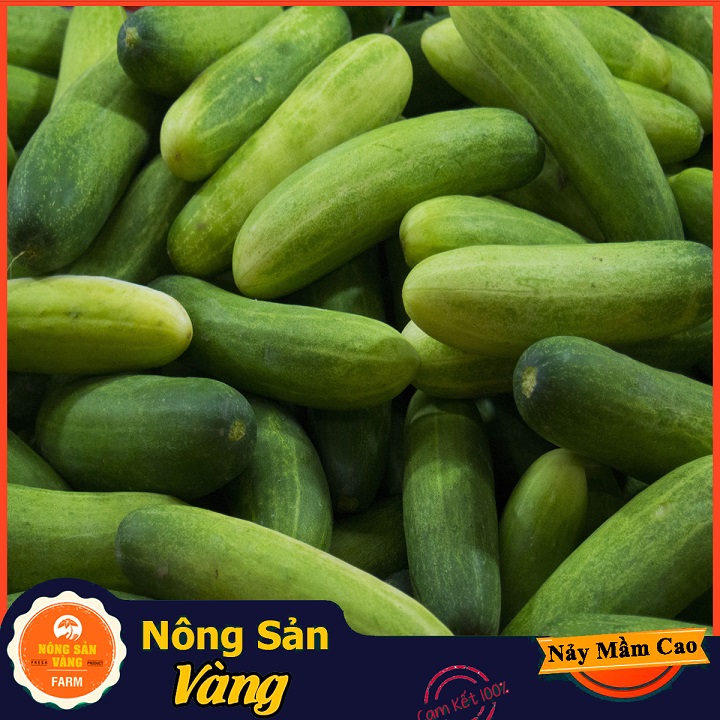 Hạt giống Dưa Leo - Nông Sản Vàng