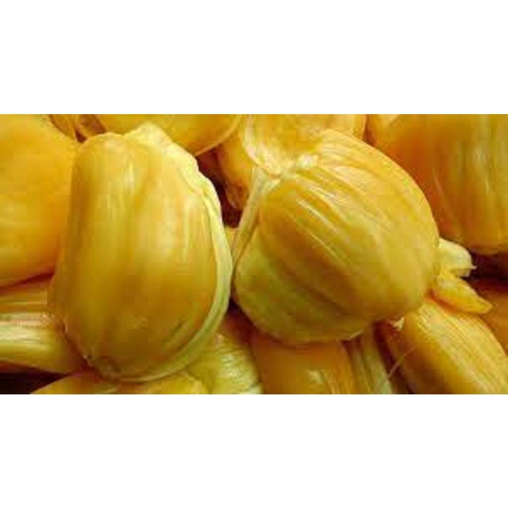 CÂY GIỐNG MÍT NGHỆ VIÊN LINH CAO SẢN..