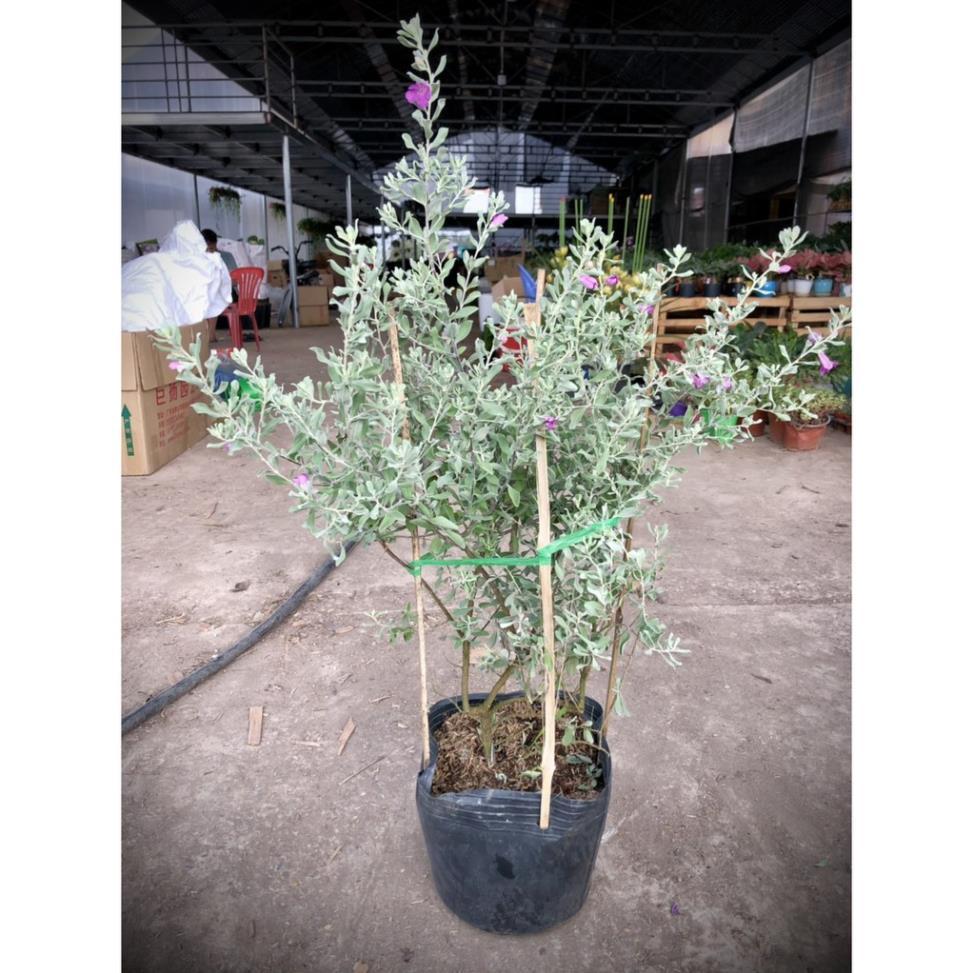 Cây Tuyết Sơn Phi Hồ cao 60cm -Không giao dc 19 tỉnh Miền Nam