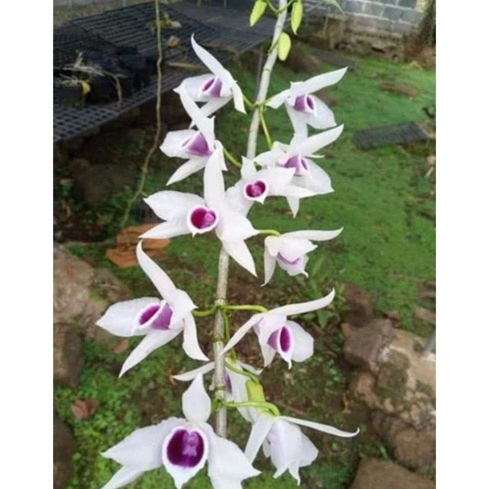 Hoa phong lan 5ct họng tím