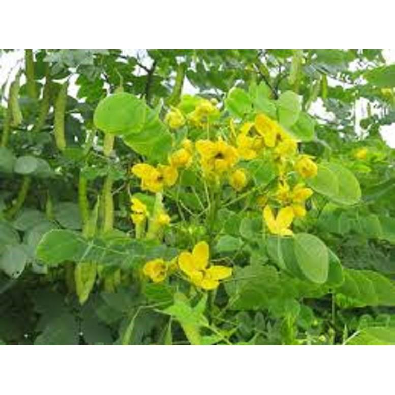 CÂY GIỐNG MUỒNG LÁ LẠC,Muồng Hoa Vàng CÂY SIÊU ĐẸP