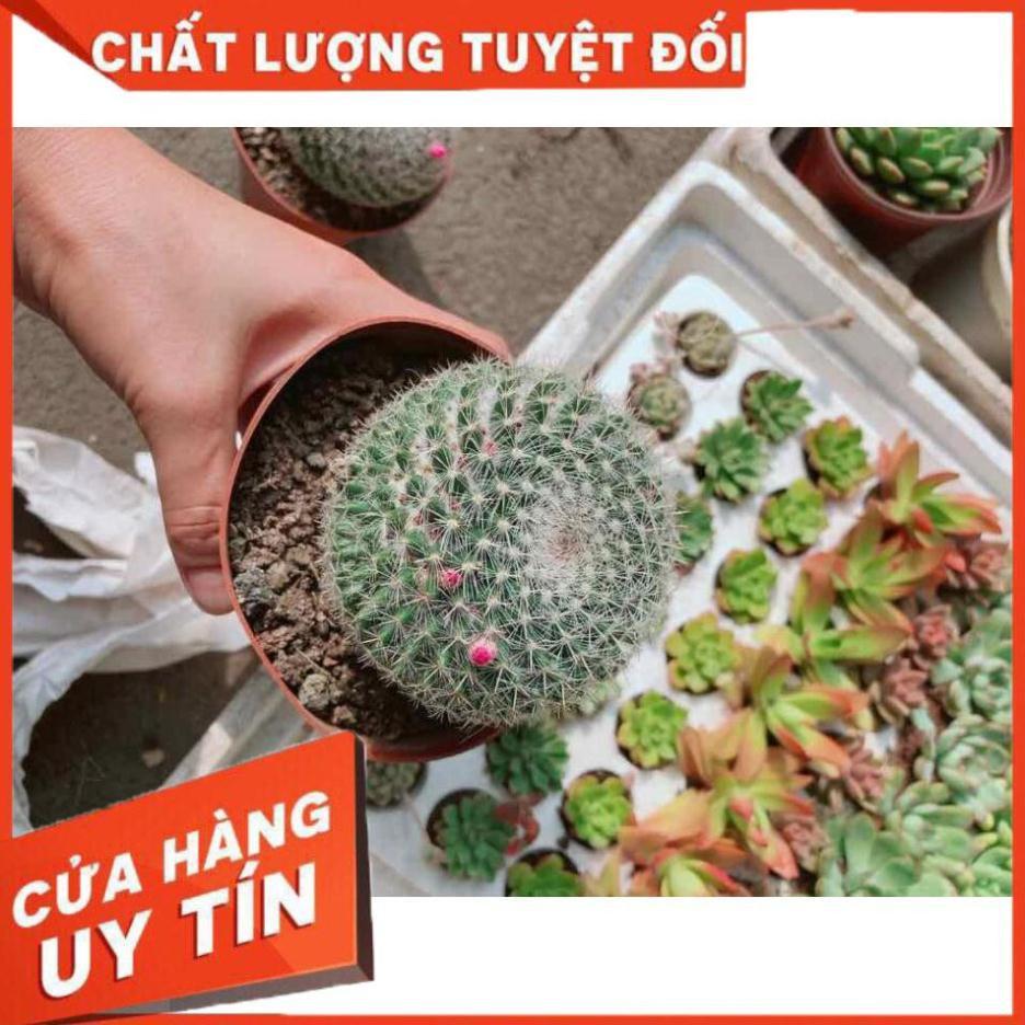 Xương rồng có hoa Nhiều Người Mua