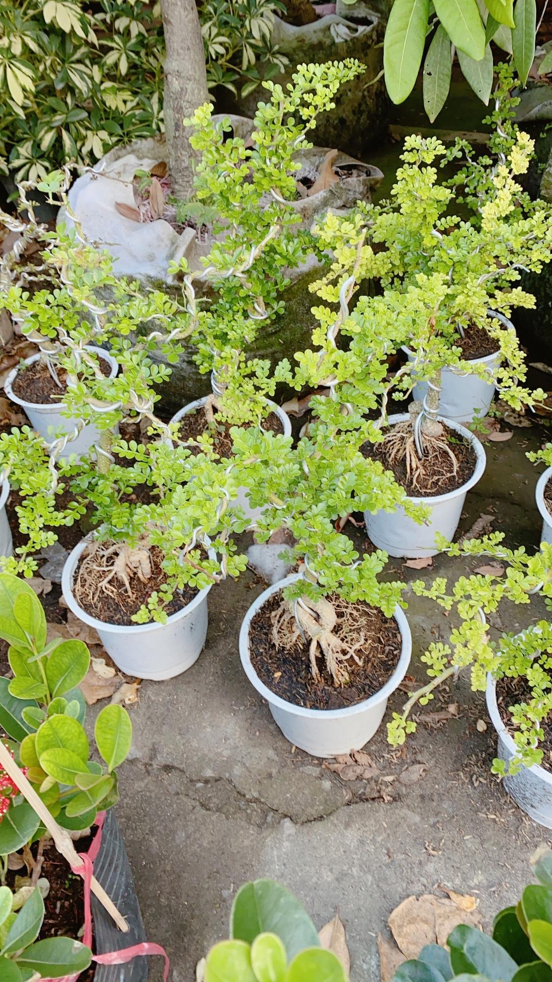 Cây Cần Thăng Bonsai Trung