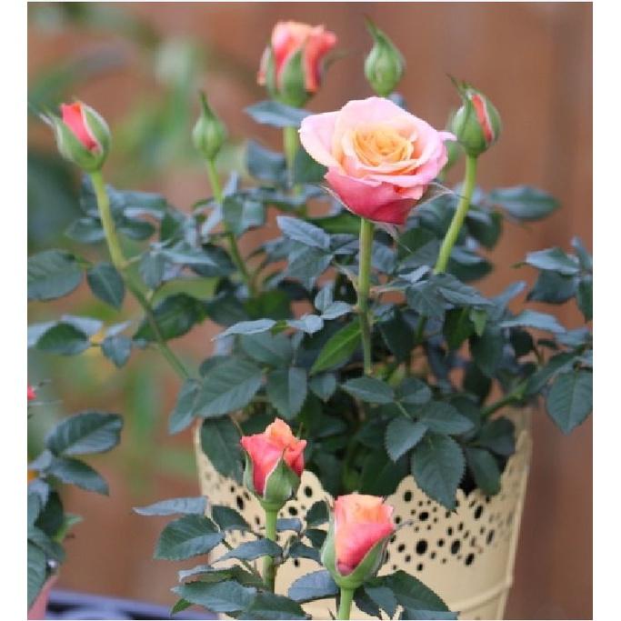 Hạt giống hoa hồng tỉ muội nhiều màu - Gói 20 hạt