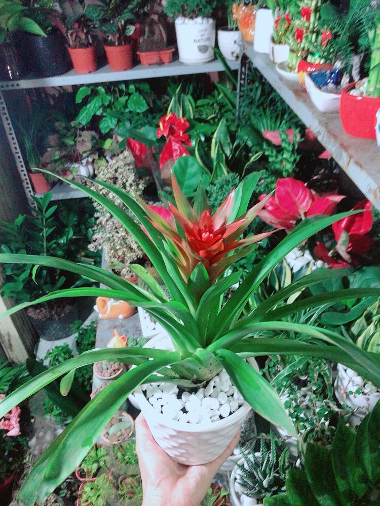 Chậu Cây Phong Lộc Hoa