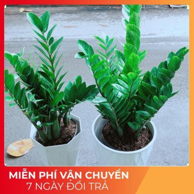 Chậu Kim Tiền Size Đại