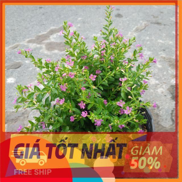 Cây Cẩm Tú Mai
