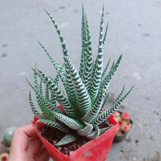 Móng Rồng Mang May Mắn