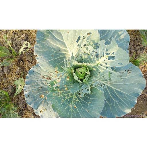 Dầu khoáng phòng ngừa sâu bệnh - Chai 250ml