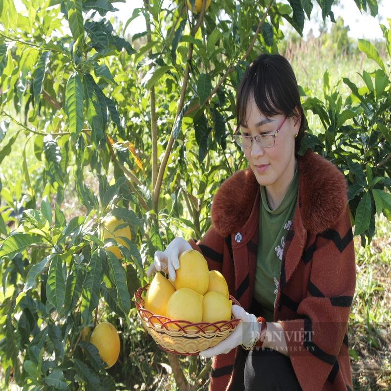 Vú Sữa Hoàng Kim - Cây Giống 30cm - 03 cây - loại 01