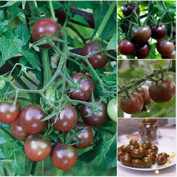 Hạt giống cà chua socola chùm dể trồng f1-gói 20 hạt-tặng kèm gói phân bón lót