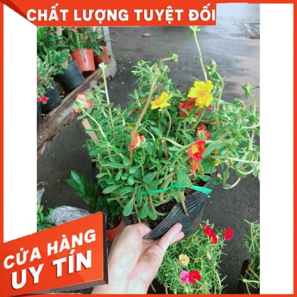Hoa mười giờ mỹ Nhiều Người Mua