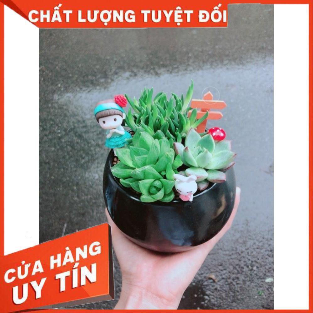 Chậu sen đá tiểu cảnh Nhiều Người Mua