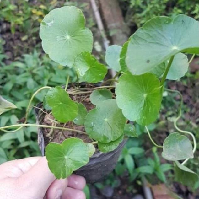 Combo 4 bầu rau má dễ trồng dễ ăn