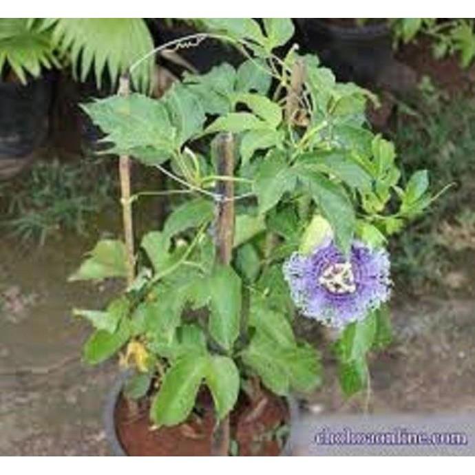 CHẬU HOA LEO Sao Biển