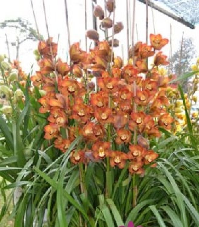 Combo 2 Củ  hoa địa lan santo hoa màu cam