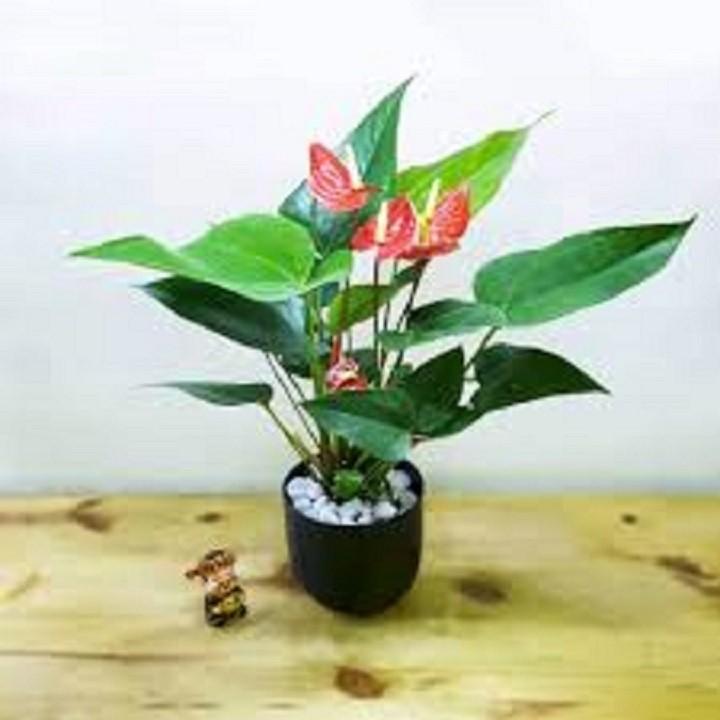 Chậu cây hồng môn để bàn cây đẹp chuẩn giống