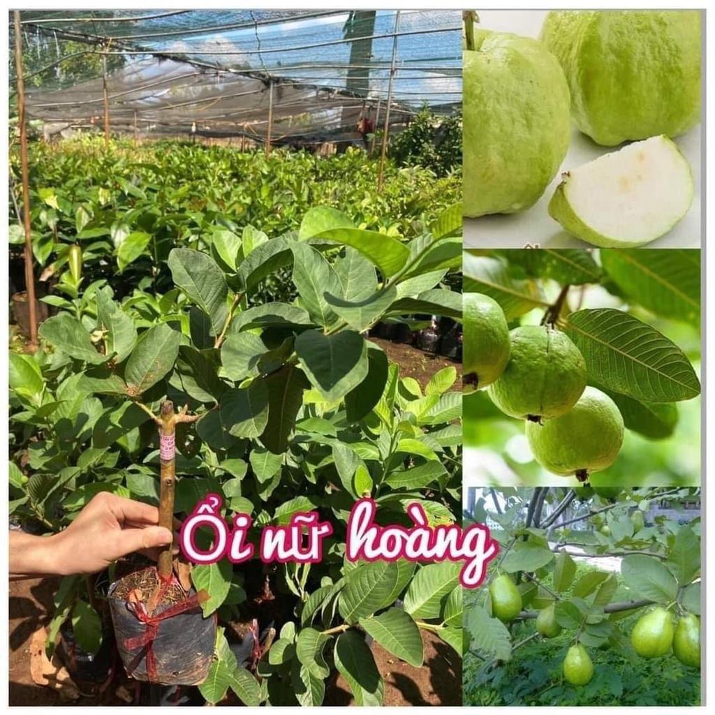 Cây giống ổi nữ hoàng cho trái siêu sớm