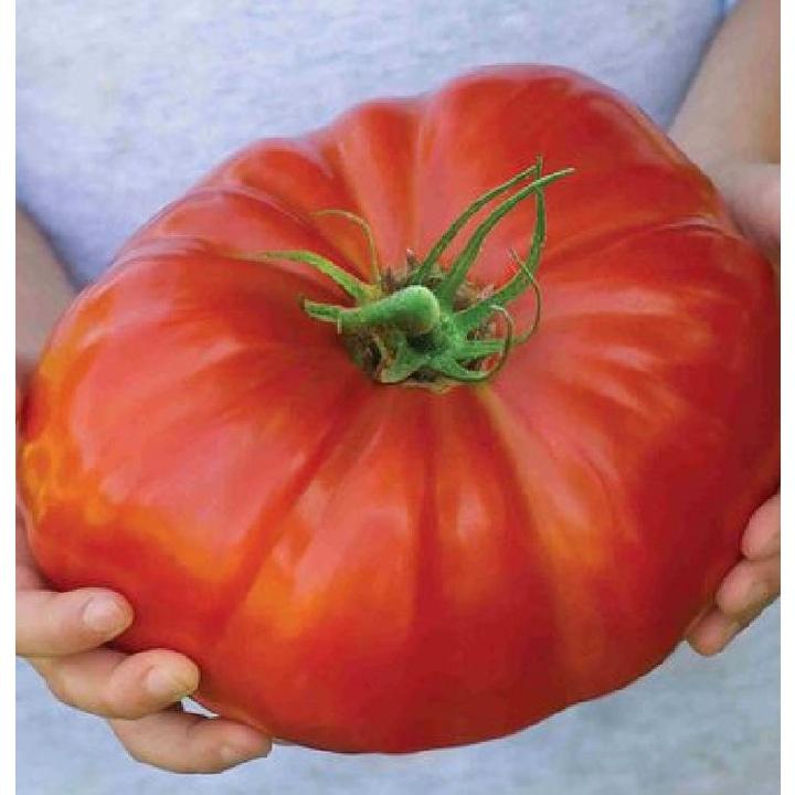 Hạt giống cà chua đỏ khổng lồ - Gói 20 hạt ( tặng gói kích thích hạt nảy mầm )