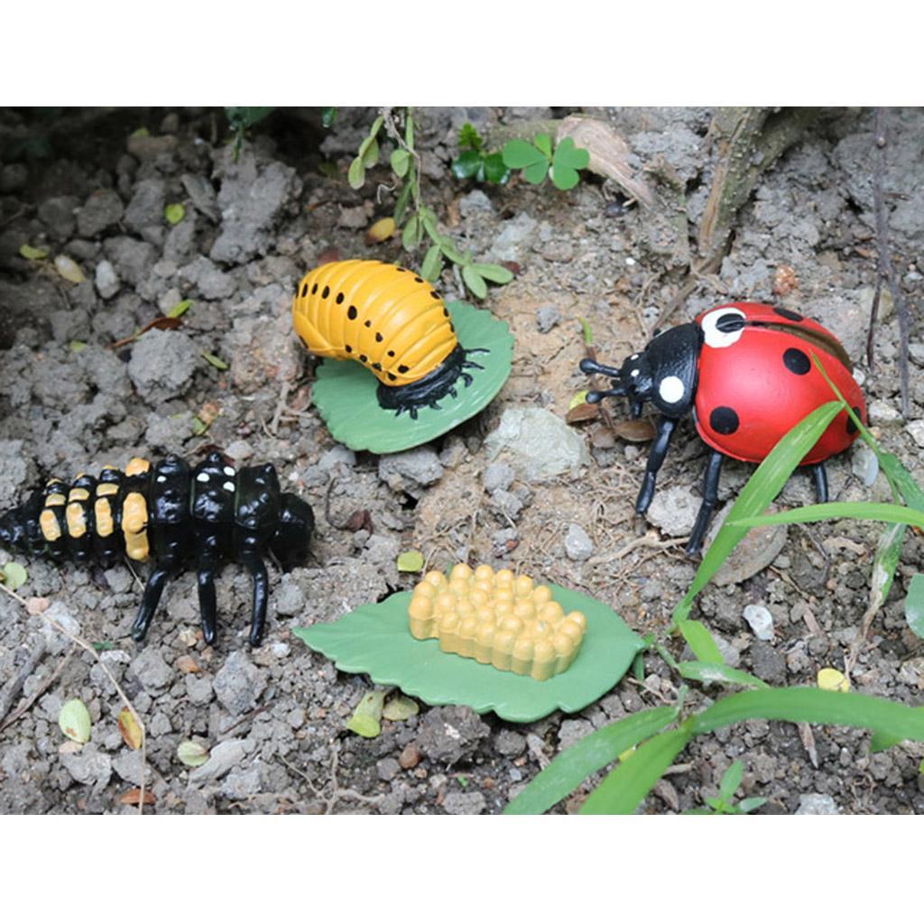 Life Cycle of A - Includes Egg, Larva, Pupa, And Educational