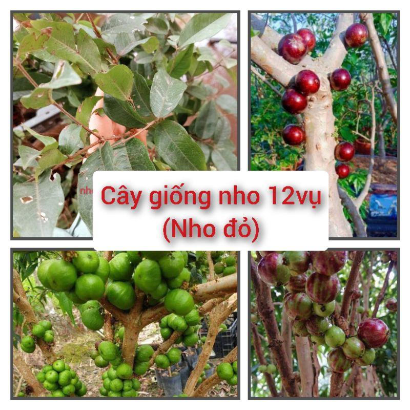 Nho thân gỗ 12 vụ (cây 50-60cm, cho quả sau 18 tháng)