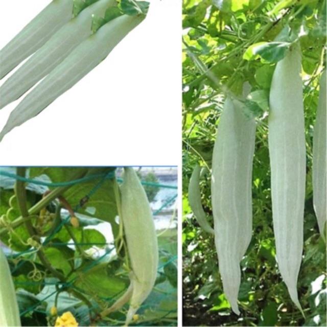 Hạt Giống Khổ Qua Tây, Khổ Qua Trắng, Lặc Lầy