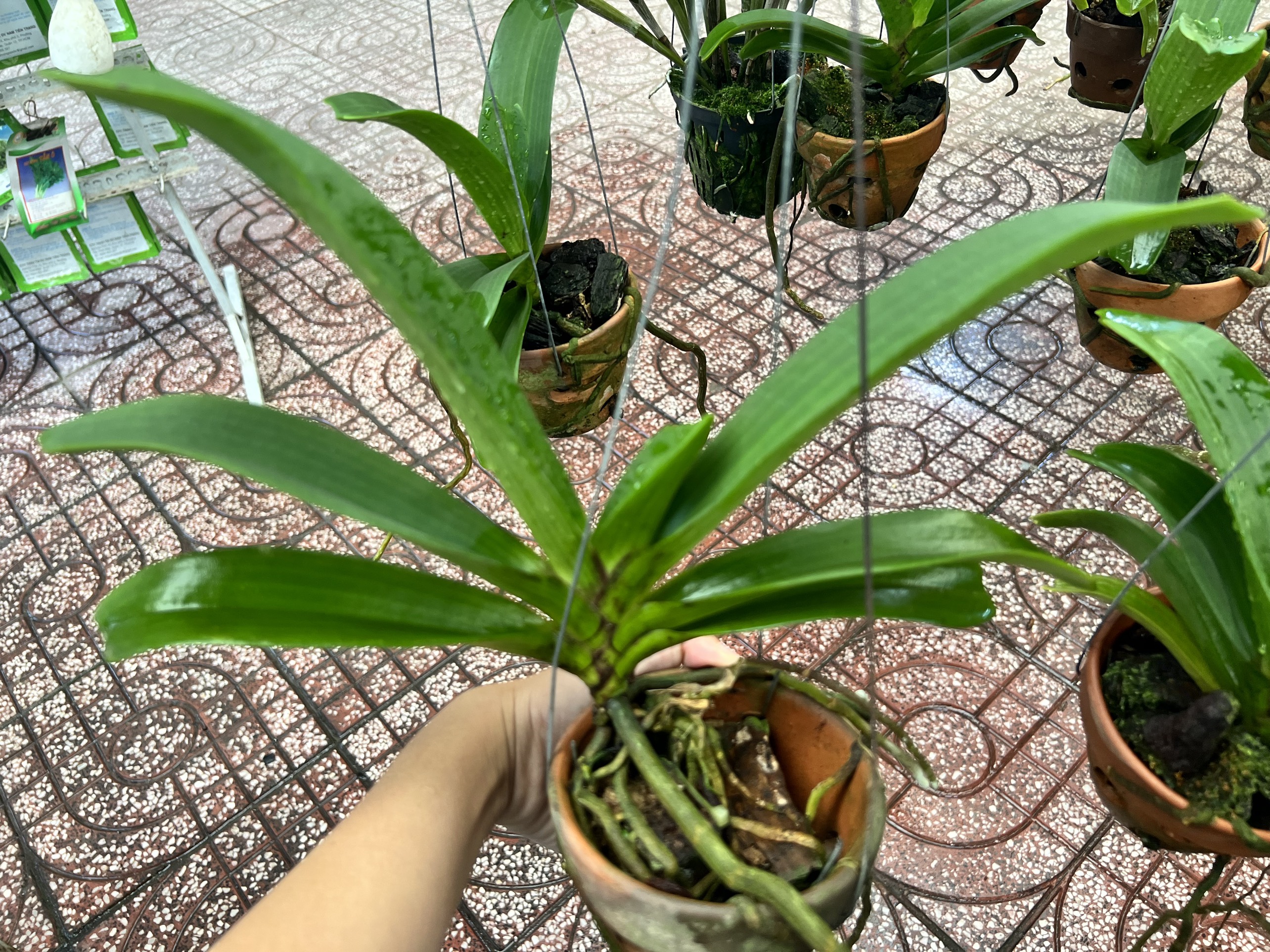 Đai Châu trung 4-5 cặp lá