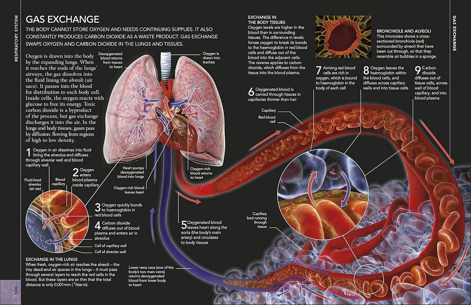Sách ngoại văn: The Concise Human Body Book