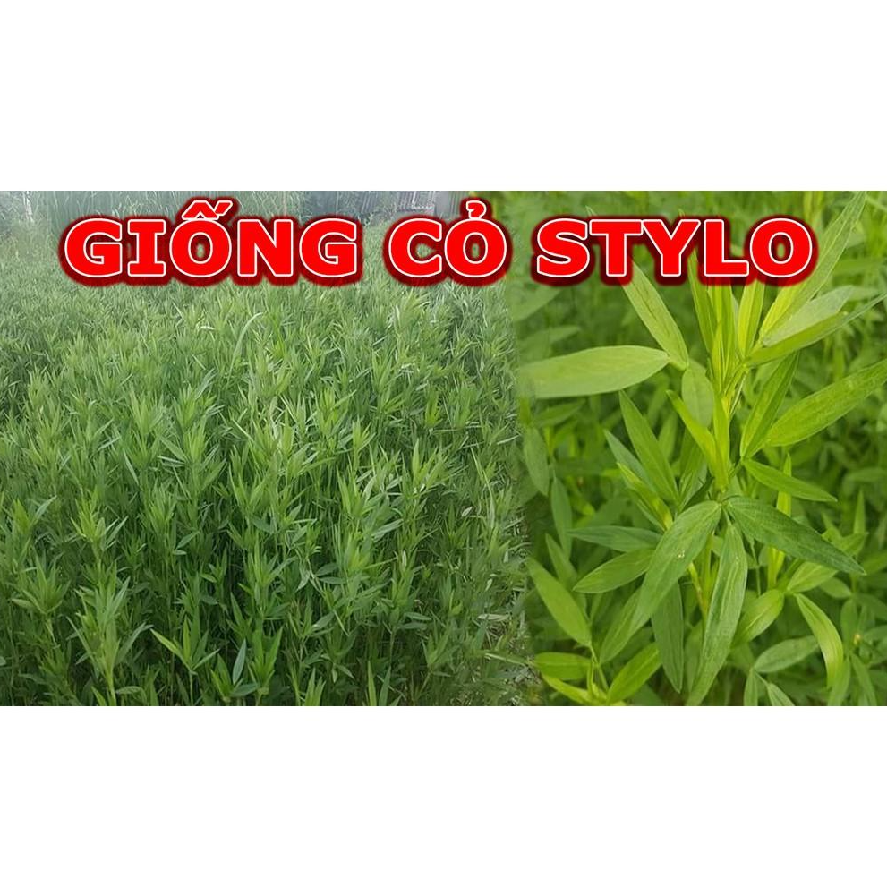 Hạt Cỏ Chăn Nuôi Stylo - Cỏ Họ Đậu - Gói 1kg - Cỏ Chăn Nuôi