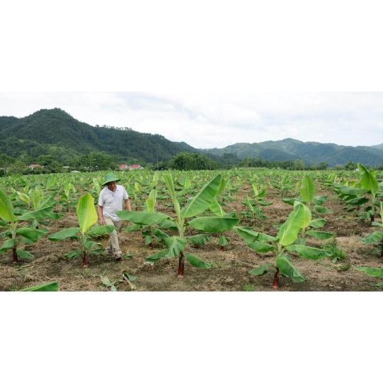 Cây giống Chuối Sứ 100% GIỐNG CHUẨN