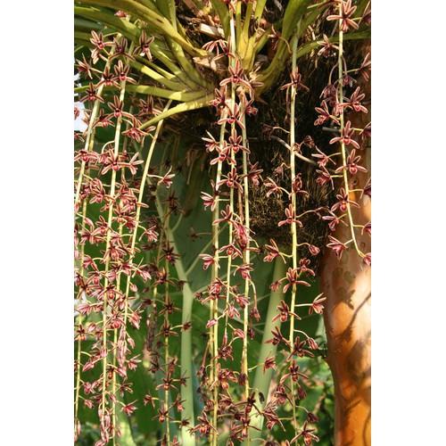 COMBO 5 THÂN Địa lan kiếm lá cứng vùng tây bắc . hoa vô cùng đẹp, vòi bông dài gần 1m UY TÍN CHẤT LƯỢNG