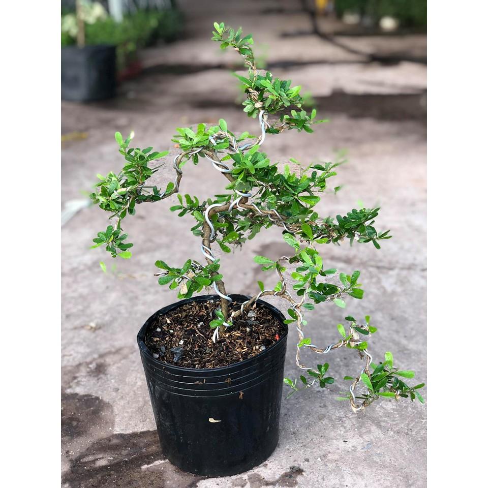 Cây linh sam bonsai