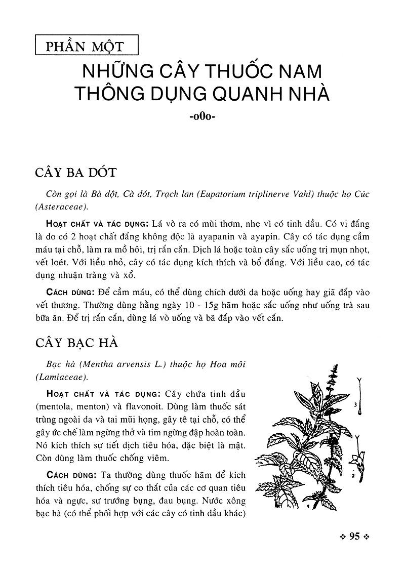 Cây Thuốc Nam - Những Bài Thuốc Quý Từ Dân Gian