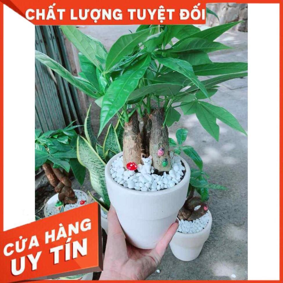 Chậu kim ngân 3 thân Nhiều Người Mua