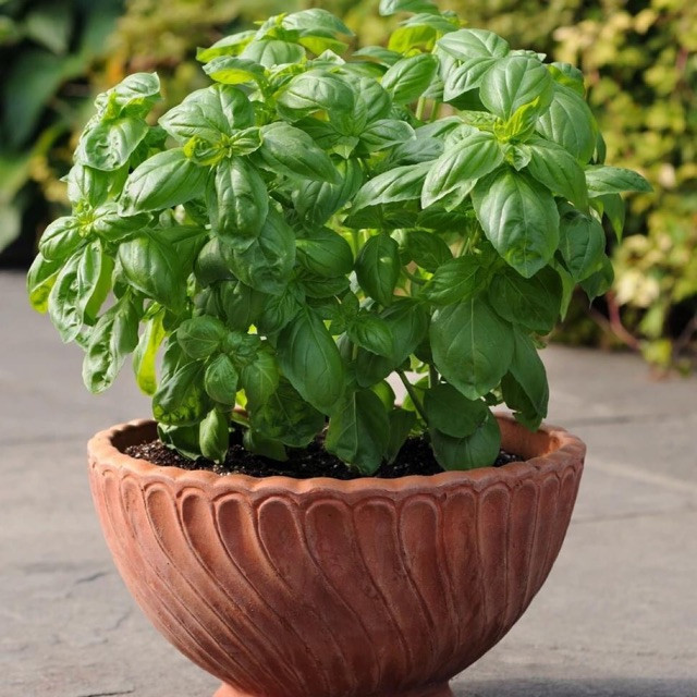 hạt giống Quế tây ITALY BASIL( húng tây)-2g